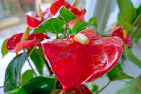 红掌花关闭室内植物图片