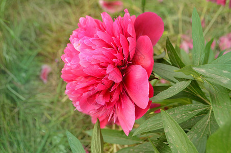 美丽的红色芬芳牡丹花勃艮第牡丹花束美丽背景图片