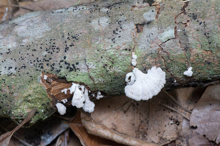 从死树干中发芽的野生支架真菌图片