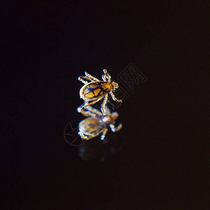 硬蜱螨的宏观摄影镜子中的反射黑暗的背景致命的人类感染脑炎蜱传疏螺旋体病背景图片