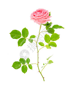 白色背景的花朵玫瑰图片