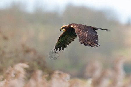 西部沼泽鱼马戏团飞行搜索猎物鸟和在田地上狩猎的野兽有选择的重点技图片