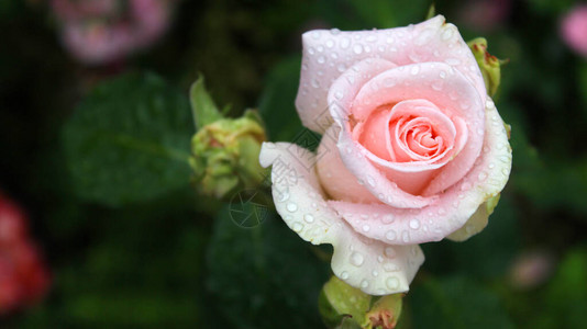 粉色玫瑰花朵玫瑰滴图片