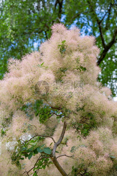 Anacardiaceae家族的CotinusCoggygria图片