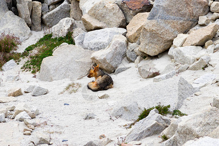 智利帕塔哥尼亚TorresdelPaine公园红狐Vulpesv图片