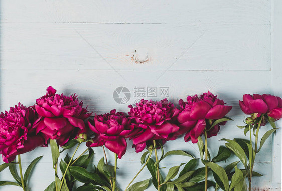 红色粉红色牡丹布置在蓝色木制背景上贺卡的花卉自然背景模板复制设计文本的空间水平框架顶图片