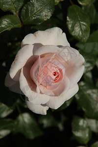 荷兰Boskoop村FloraRosarium的RosePousti图片