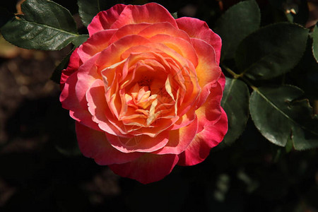 荷兰Boskooop村FloraRosairior的红色玫瑰公图片