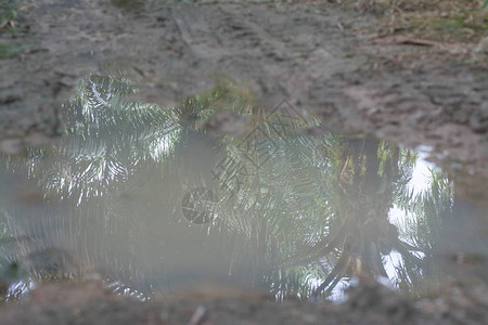 泥泞水坑的近景图片