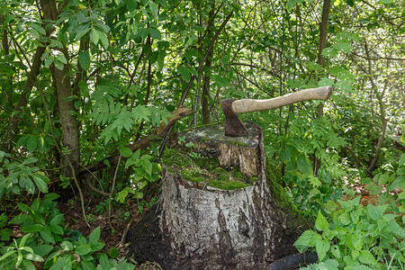 卡在树桩上斧子卡在森林里的背景图片
