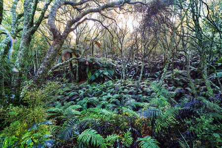 新西兰热带丛林绿色自然背景图片