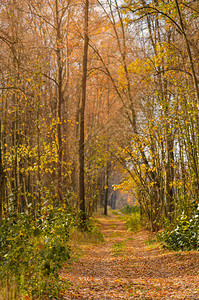秋天走在森林里的老路与路在日落的秋天风景秋天的风景与五颜六图片