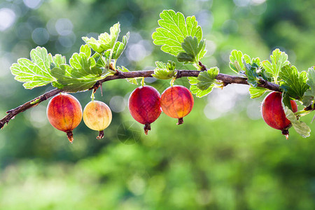 醋栗醋栗的新鲜有机浆果长在树枝上图片