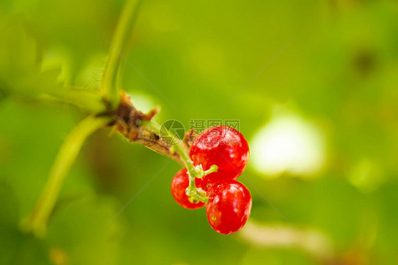 熟了的连莓老小长莓有选择图片