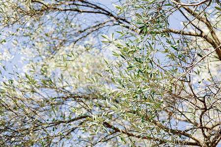 树枝上有橄榄叶青果与蓝天相对图片