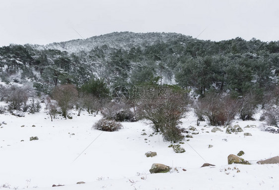 冬天和白雪皑的森林照片图片