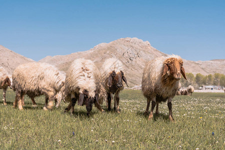 在土耳其山脚上放牧的图片