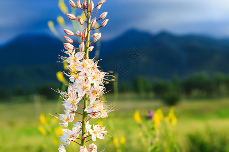 野生的花朵埃雷穆鲁斯自然的夏图片