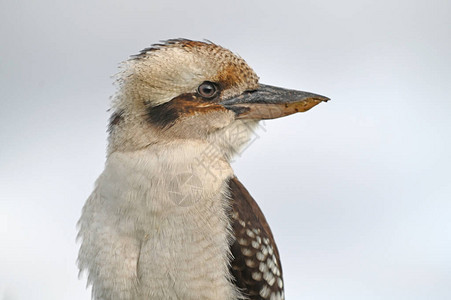 澳洲本地Kokaburra大鱼鸟类的肖像从图片