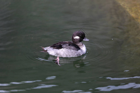 一只小野鸭在湖上游泳图片
