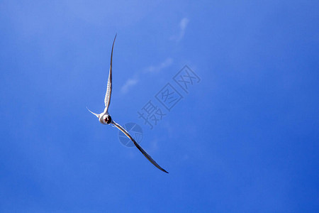 云中海鸥和蓝天海鸥在摄像机上图片