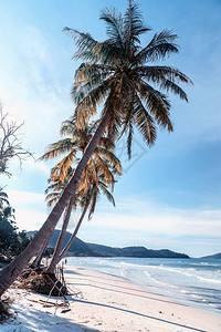 热带岛屿海滩上的棕榈树图片