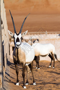 有壮观角的大羚羊GemsbokOryx图片