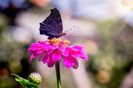 黑蝴蝶坐在粉红色花朵上阳光照耀图片