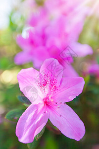 明亮而美丽的粉红色罗多德伦花朵在清晨的光线下关闭聚焦于图片