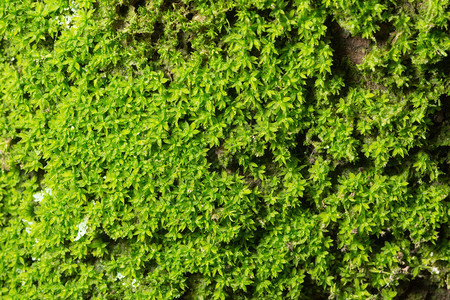 苔藓荔枝格雷图片