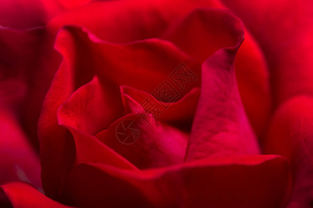 红玫瑰的背景背景图片
