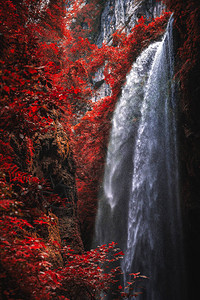 重庆武隆县龙水峡裂隙公园峡谷巨瀑前一棵树上的红叶图片
