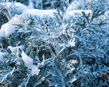 雪地背景上惊人的银色食堂图片