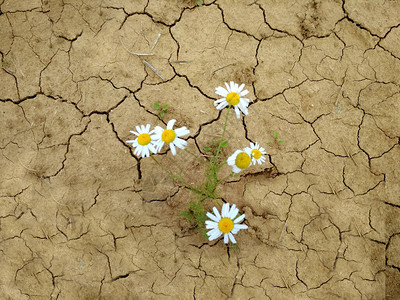 一朵白色的雏菊在干燥开裂的土壤中水土流失气图片