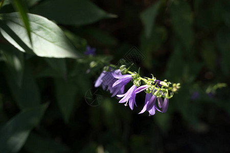 紫色盛开的蓝铃花在深绿色背景的花园里自然背景植物学园艺花卉和自图片