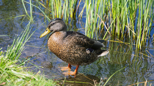 Mallard野鸭在池塘的自然环境中生存野图片
