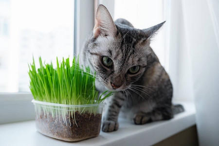 一只美丽的灰猫在窗户边吃着新鲜绿草宠物草图片