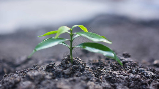 人们正在植树生长浇水和植树图片