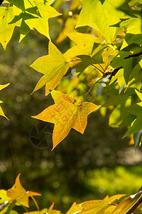 Acerplatanoides太阳中的树叶图片
