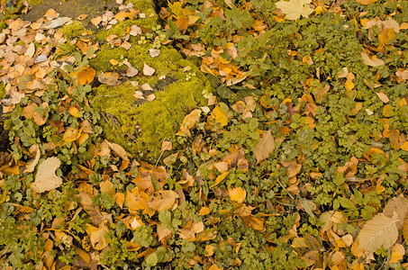 秋天五颜六色的树叶背景在一个早晨秋天的树叶背景在森林里秋天的落叶彩图片