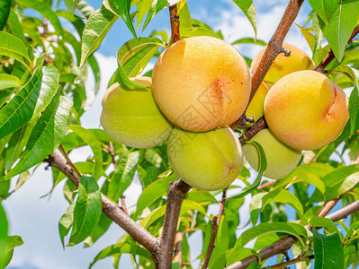 在蓝天背景的桃果实在花园里收获桃子食物照片果汁农业素食维生素树背景图片