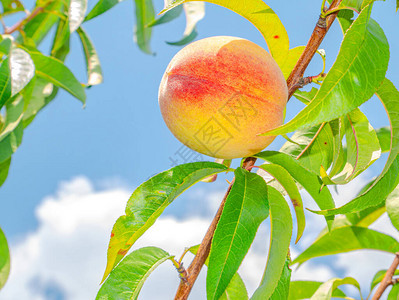 在蓝天背景的桃果实在花园里收获桃子食物照片果汁农业素食维生素树背景图片