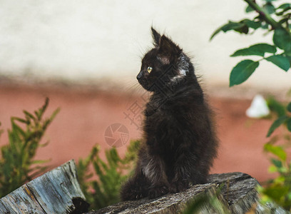 可爱漂亮的小猫的画像俏皮可爱的小猫图片