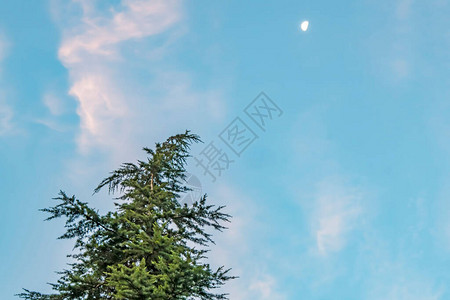 天空和树与月亮图片