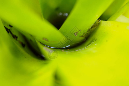 花园绿叶植物的死水图片