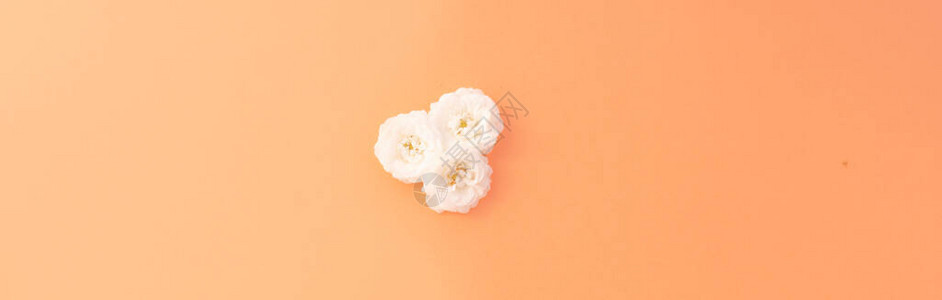 粉红色背景的白色小玫瑰花朵组成图片