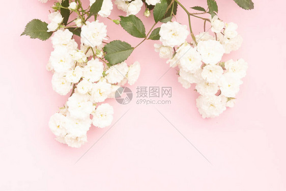粉红色背景上白色的小玫瑰枝图片