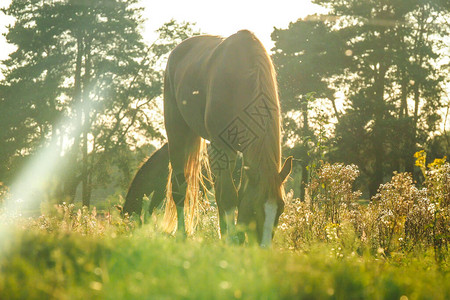 马在夏日美丽的夕阳下图片