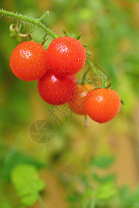 美丽的小樱桃新鲜西红柿健康的蔬菜图片