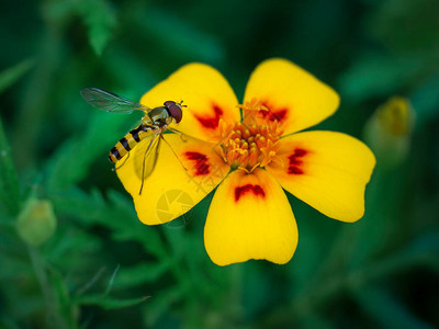 Diptera盘旋苍蝇昆虫授粉图片